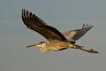 593 - BLAUWE REIGER - PANHUYZEN JACKY - belgium